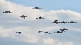 Eurasian Spoonbills (Platalea leucorodia), Kalloni salt pans, March 2021cc Mirsini Kladogeni.JPG