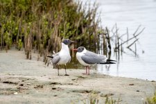 Franklin_gulls?-4897.jpg