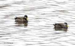 2021-03-28 Odd Duck, Marsh Creek.jpg