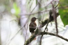 unknown id  foliage gleaner.jpg