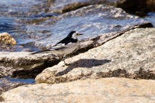 White Wagtail.jpeg