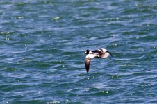 Common Goldeneye (2).jpeg