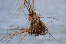 Penduline Tit nest in progress.jpeg