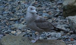 American Herring Gull Standing 001.jpg