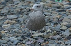 American Herring Gull Standing 003.JPG