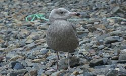 American Herring Gull Standing 004.JPG