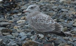 American Herring Gull Standing 005.JPG