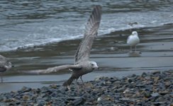 American Herring Gull Tail & Wings 004.JPG