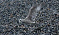 American Herring Gull Tail & Wings 005.JPG