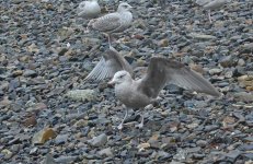 American Herring Gull Tail & Wings 006.jpg