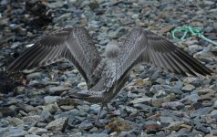 American Herring Gull Tail & Wings 007.JPG