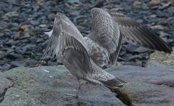 American Herring Gull Tail & Wings 008.jpg