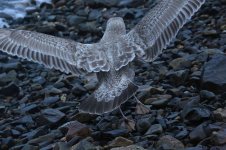 American Herring Gull Tail & Wings 009.JPG