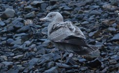 American Herring Gull Tail & Wings 010.jpg