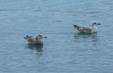 American Herring Gull on the Water 001.JPG