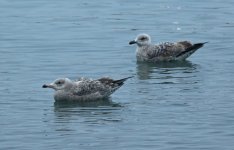 American Herring Gull on the Water 002.JPG