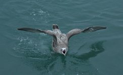 American Herring Gull on the Water 003.JPG