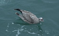 American Herring Gull on the Water 004.JPG