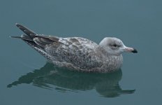 American Herring Gull on the Water 005.JPG