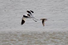 Pied Avocet w- Dunlin (1).jpeg