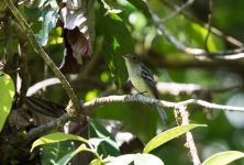 Yellow-bellied Flycatcher.jpg