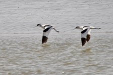 Pied Avocet (2).jpeg