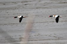 Common Shelduck (2).jpeg