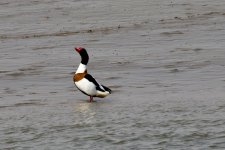 Common Shelduck.jpeg