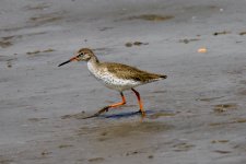 Common Redshank.jpeg