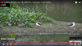 2021-04-01 Black-winged Stilts.jpg