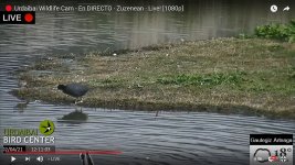 2021-04-02 Ruff, Coot and Little Ringed Plover.jpg