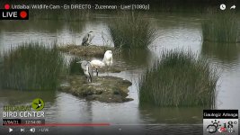 2021-04-02 Two Grey Herons, Great White Egret & Spoonbill.jpg