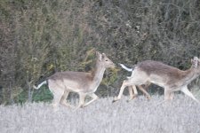 Fallow Deer (3).jpg