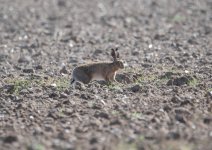 Brown Hare.jpg