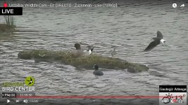 20201-04-03 Green Sandpipers.jpg