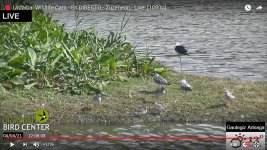 2021-04-04 Redshank & Dunlin.jpg