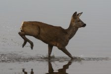 20210331 (20)_Roe_Deer.jpg