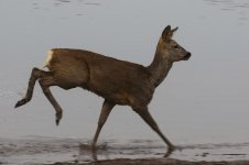 20210331 (21)_Roe_Deer.jpg