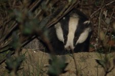 20210331 (23)_Badger.jpg