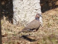 Spotted Dove.jpeg