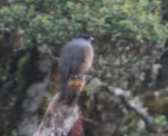 Bay-vented Cotinga.jpg