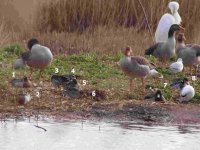 8 garganey.jpg