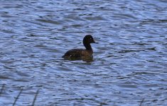 Madagascar Pochard.jpg