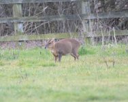 Muntjac (11).jpg