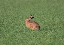 Brown Hare (3).jpg