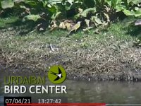 2021-04-07 Yellow Wagtail ssp..jpg