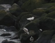 Iceland Gull_Girdle Ness_070421a.jpg