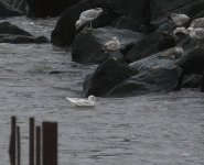 Iceland Gull_Girdle Ness_070421c.jpg