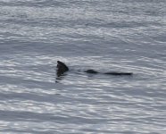 Otter_Girdle Ness_070421a.jpg