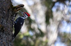 Pileated1April1small.jpg